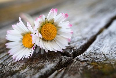 Close-up of daisy flower