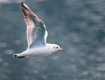 Close-up of seagull flying over sea