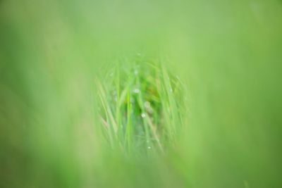 Close-up of fresh green grass