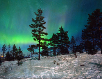 Trees on snow covered field against aurora borealis in sky