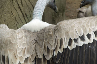 Close-up of white swan