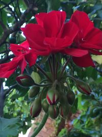 Close-up of red flowers