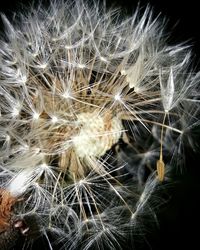 Close-up of dandelion