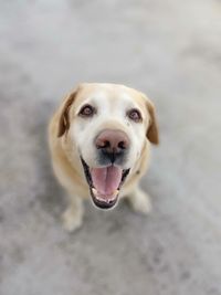 High angle portrait of dog sticking out tongue