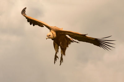 Low angle view of eagle flying