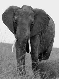 Elephant standing on field against sky