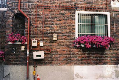 Flowers growing on brick wall