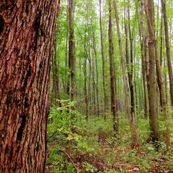 Trees in forest