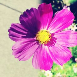 Close-up of pink flower