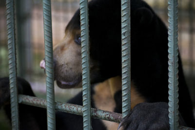 Close-up of dog by fence