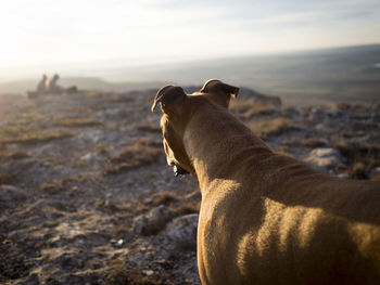 Close-up of boxer on field