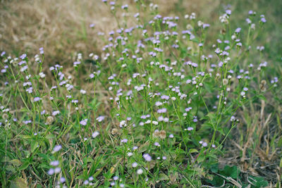 Close-up of white flowering plants on field