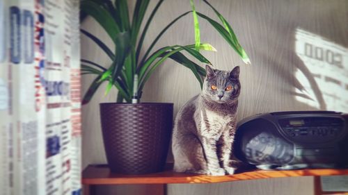 Portrait of cat by potted plant at home