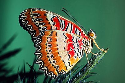 Close-up of butterfly perching on flower