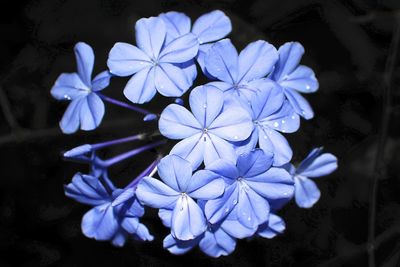 Close-up of flowers