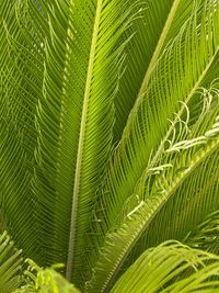 Close-up of palm tree leaves