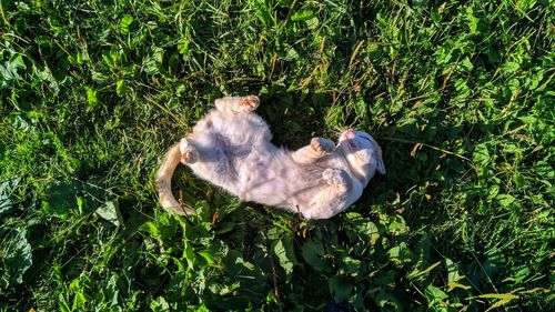 High angle view of cat by plants