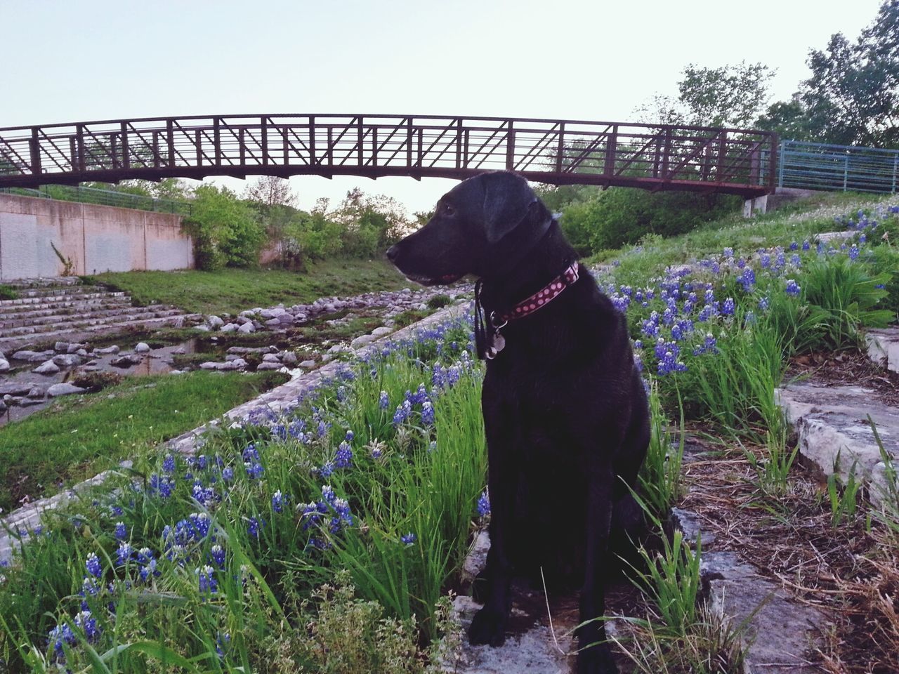 clear sky, domestic animals, plant, grass, standing, water, bridge - man made structure, rear view, day, nature, dog, outdoors, field, sunlight, sky, lifestyles, flower, person