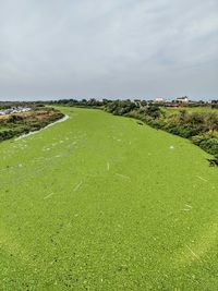 River of green