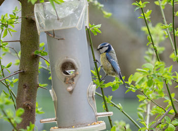 Bird perching on a branch