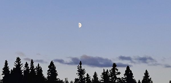 Low angle view of silhouette trees against sky at dusk