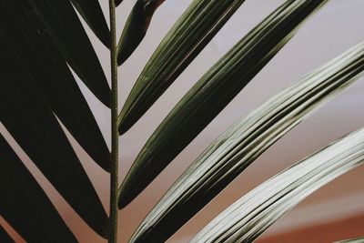 Close-up of green leaves