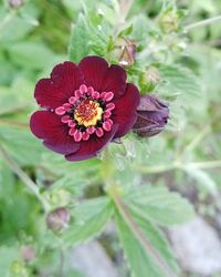 Close-up of red flower