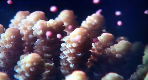 Close-up of coral in sea