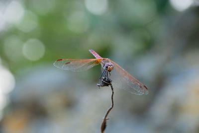 Close-up of dragonfly on twig