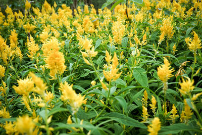 Close-up of yellow flowering plants on field