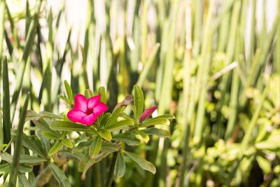 Close-up of pink flower blooming outdoors