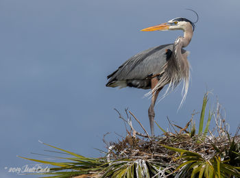 Great blue heron on nest