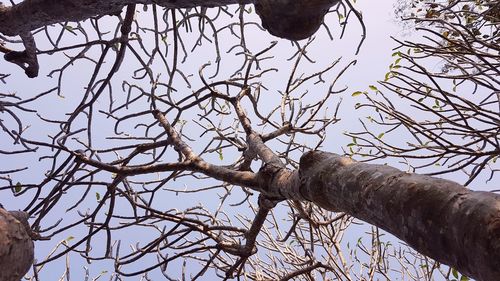 Low angle view of bare tree against sky