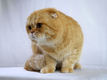 Close-up of a cat looking away