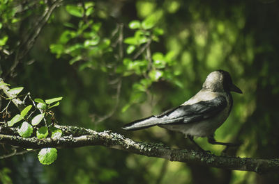 Bird perching on branch