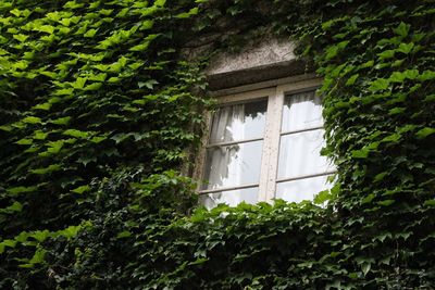 Low angle view of ivy on built structure