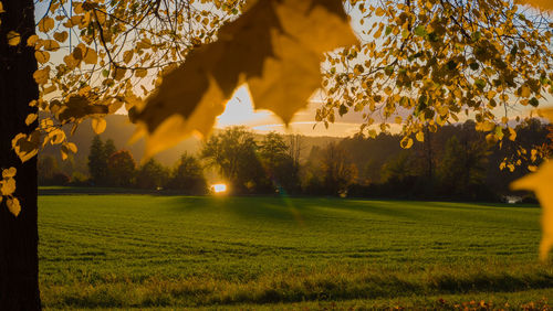 Trees on field against sky during sunset