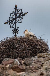 Low angle view of birds in nest against sky