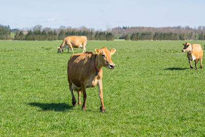 Cows in a field