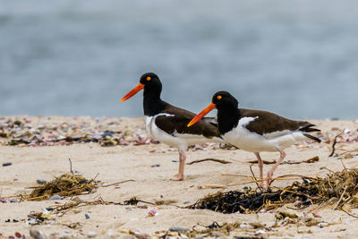 Close-up of birds on beach