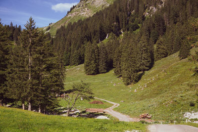 Scenic view of road amidst trees against sky