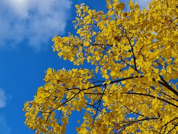 Low angle view of tree against sky