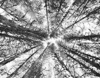 Low angle view of trees against sky