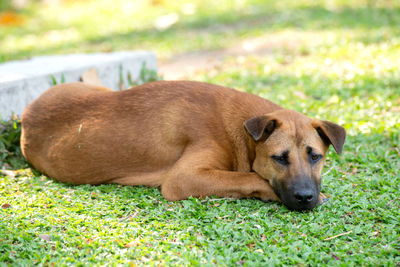 View of dog lying on grass
