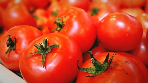 Close-up of tomatoes