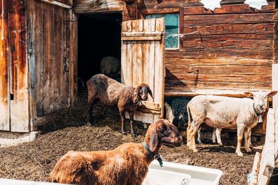 Horse in stable