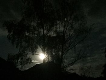 Low angle view of trees against sky