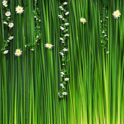 Full frame shot of flowering plants