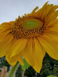 Close-up of yellow sunflower