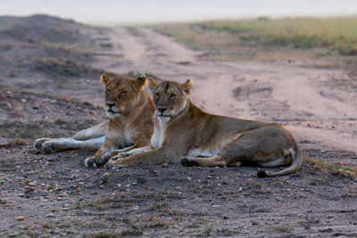 Lioness walking on field